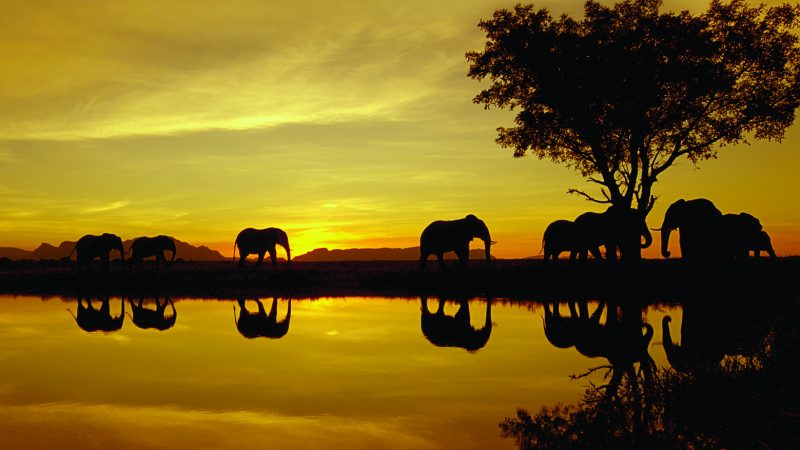 Studie: Elefanten machen wegen Wilderern die Nacht zum Tage