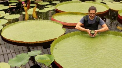 Kleinste Seerose vor dem Aussterben gerettet