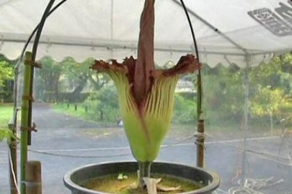 Seltene Riesenblume blüht in Japan