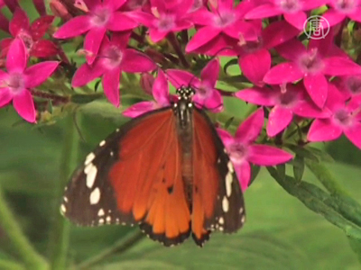 Israel: Rettung der Schmetterlinge vor dem Aussterben