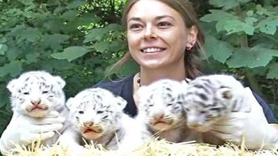 Rare White Tigers Born at German Zoo