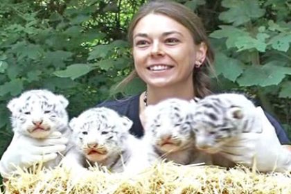 Rare White Tigers Born at German Zoo