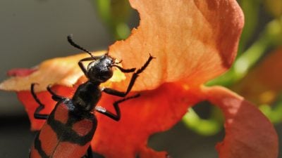 Läßt sich´s schmecken …