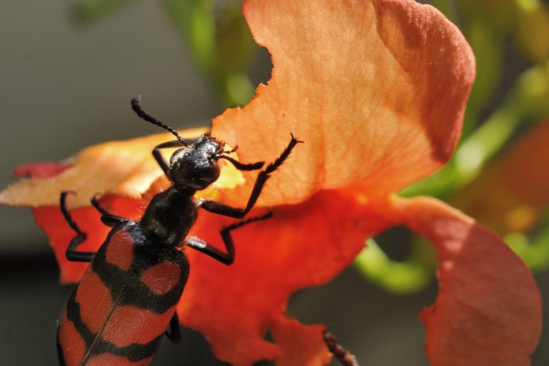 Läßt sich´s schmecken …