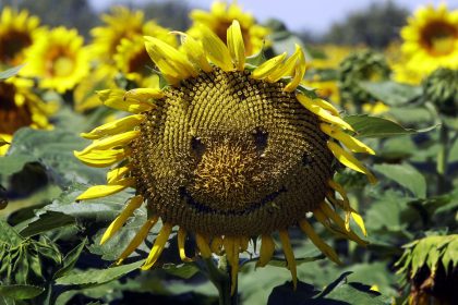 Schenke ein Lächeln!