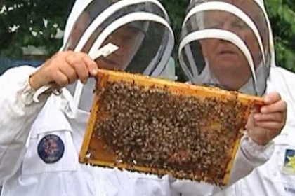 Possible Breakthrough in Breeding Parasite-Resistant Bee