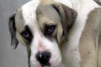 Die unerklärlichen Fähigkeiten der Tiere