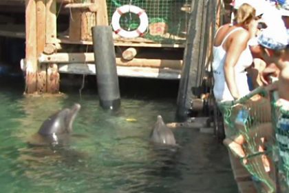 Delfin-Riff Israel: Natürliche Freundschaft mit Delfinen