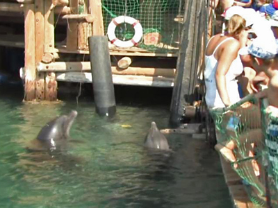 Delfin-Riff Israel: Natürliche Freundschaft mit Delfinen