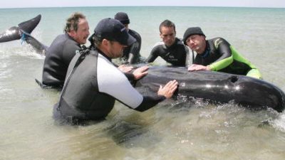 Tierschützer kämpfen in Neuseeland um das Leben von fast 100 Pilotwalen