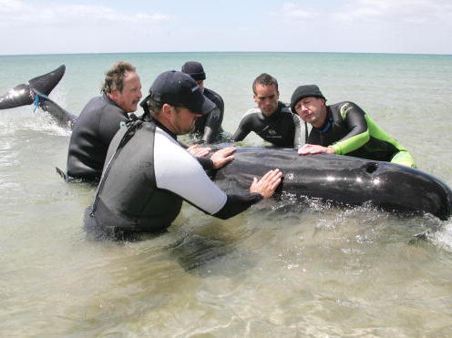 Tierschützer kämpfen in Neuseeland um das Leben von fast 100 Pilotwalen