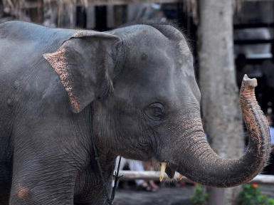 Touristen letzte Hoffnung für Thai-Elefanten