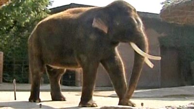 Elefant spricht – Wissenschaftler suchen Antworten