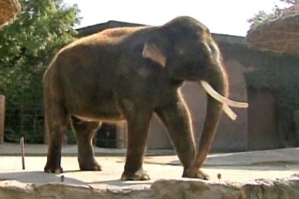 Elefant spricht – Wissenschaftler suchen Antworten