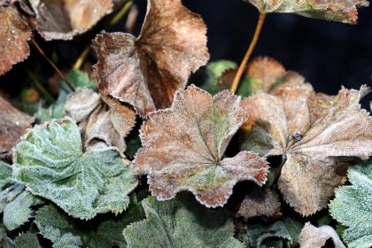 Gefrorene Blätter