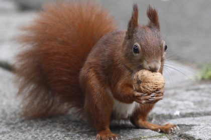 Wintervorrat sammeln