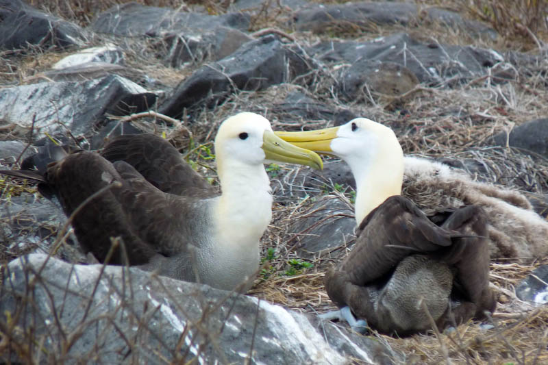 22 Tonnen Müll an Küsten der Galápagos-Inseln gesammelt