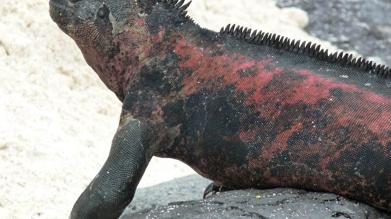 Galapagos – die Welt der Blaufußtölpel und Seelöwen