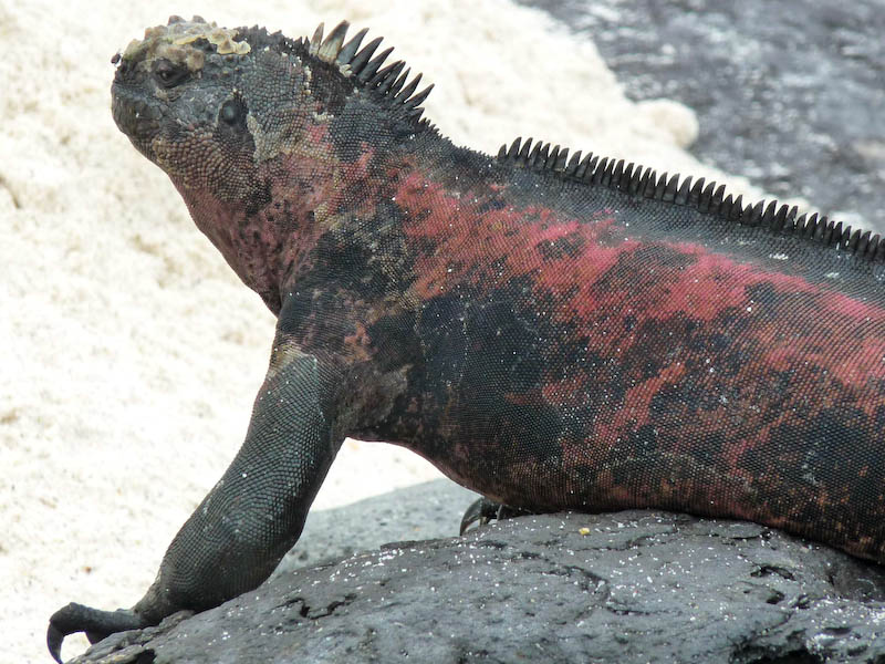 Galapagos – die Welt der Blaufußtölpel und Seelöwen