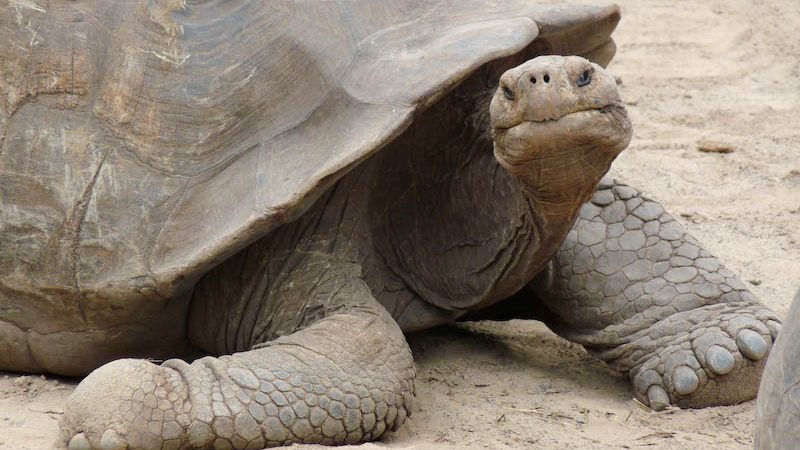 Forscher wollen ausgestorben geglaubte Riesenschildkröten nachzüchten