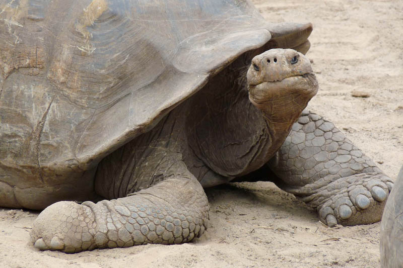Forscher wollen ausgestorben geglaubte Riesenschildkröten nachzüchten