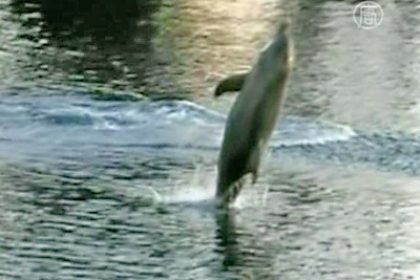 Australien: Delfin gibt Showeinlage an wilde Delfine weiter