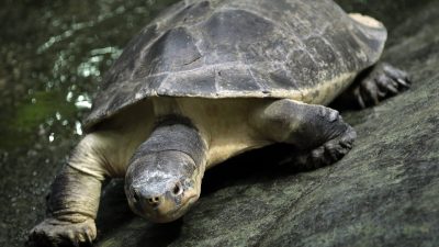 Zunehmend illegale Tiertransporte an deutschen Grenzen