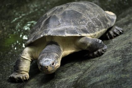 Zunehmend illegale Tiertransporte an deutschen Grenzen