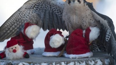 Weihnachtsüberraschung