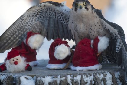 Weihnachtsüberraschung