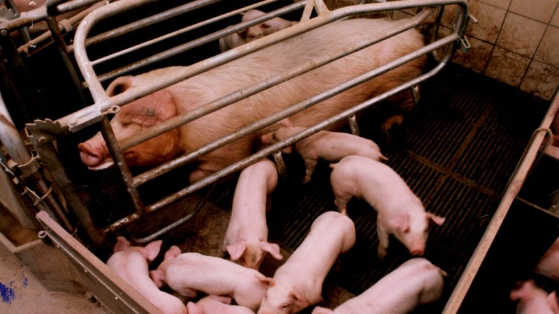 „Klöckner versteht Dringlichkeit nicht“: Tierschutzbund verlässt Beraterrunde zur Nutztierhaltung