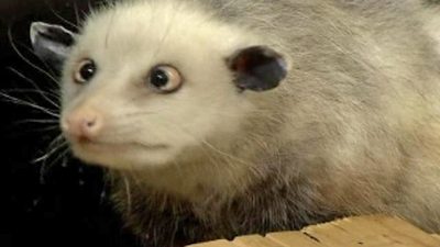 Cross-Eyed Opossum Captures the Hearts of Germans