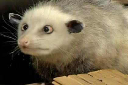 Cross-Eyed Opossum Captures the Hearts of Germans