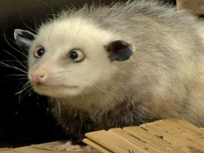 Cross-Eyed Opossum Captures the Hearts of Germans