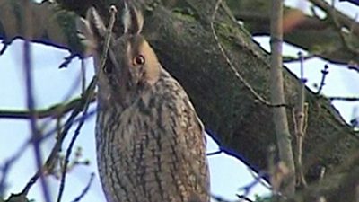 Owl Invasion Puzzles Hungarian Town