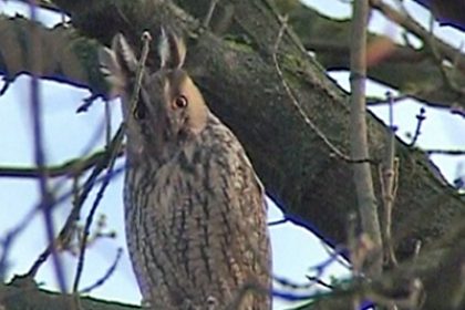Owl Invasion Puzzles Hungarian Town