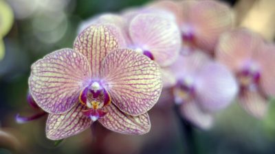 Der Artenvielfalt von Orchideen auf der Spur