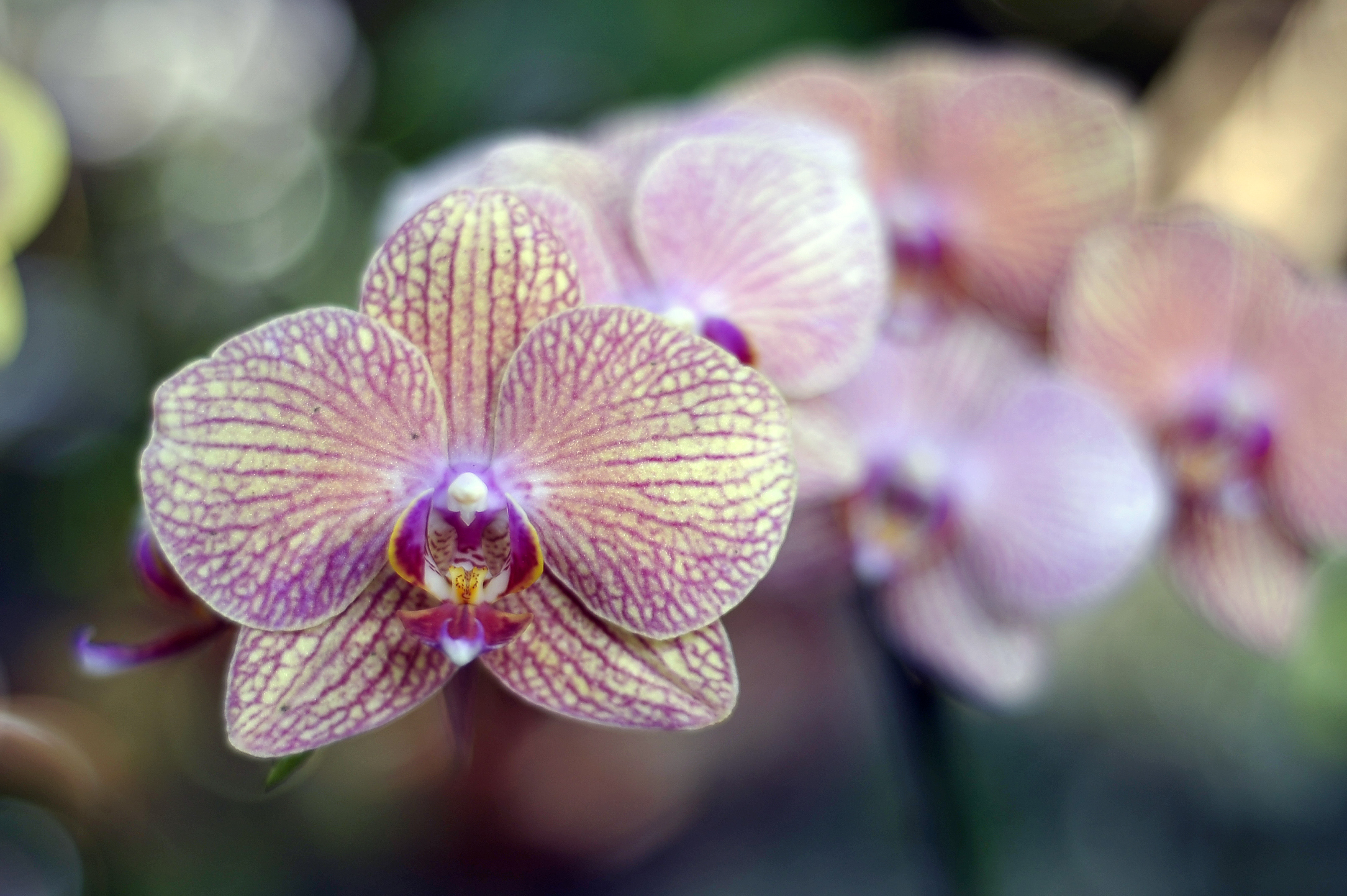 Der Artenvielfalt von Orchideen auf der Spur