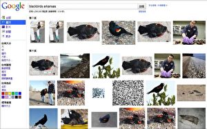 Nur männliche Vögel fallen in Arkansas: Der Screenshot einer Google-Suche zeigt Fotos vom Vogelsterben in Arkansas. Alle fotografierten Vögel waren männlich.