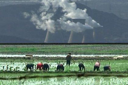 Report Finds Cadmium in China Rice Crops