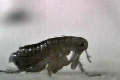 Probing the Lowly Flea Jump