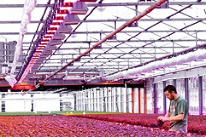 LED-Licht im Gewächshaus spart Strom und Dünger
