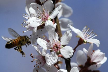 Wenn Bienen surren …