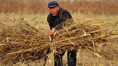 Unzufriedenheit in China prognostiziert wegen steigender Getreidepreise