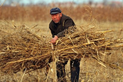 Unzufriedenheit in China prognostiziert wegen steigender Getreidepreise