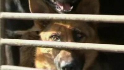 China: 200 Aktivisten retten 430 Hunde vor dem Schlachthof