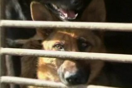 China: 200 Aktivisten retten 430 Hunde vor dem Schlachthof