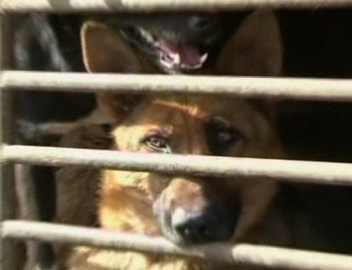 China: 200 Aktivisten retten 430 Hunde vor dem Schlachthof