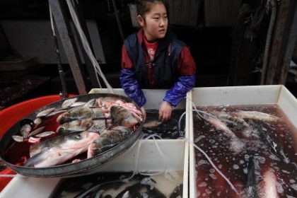 Fisch in China getränkt mit Antibiotika