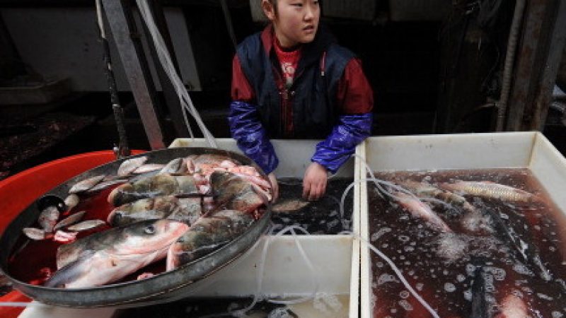 Fisch in China getränkt mit Antibiotika